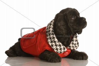 cocker spaniel puppy wearing coat