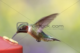 Ruby-throated Hummingbird At A Feeder