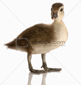 baby mallard duck