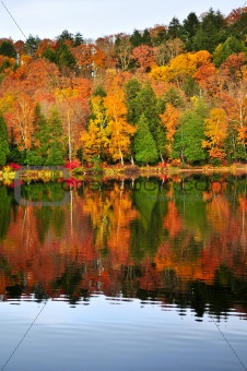 Fall forest reflections