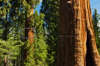 Redwood Trees 