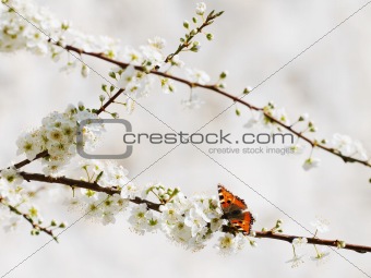 Aglais butterfly on spring flowers
