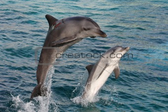 Dolphin Bow Jump