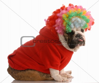 bulldog dressd up as a clown