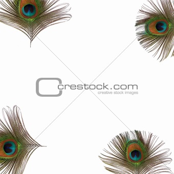Peacock Eye Feathers