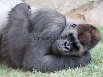 Male of gorilla in bioparc in Valencia, Spain
