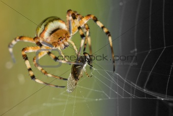 Wasp Spider with pray frontview