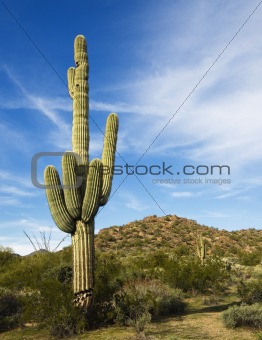 Southwest Desert Arizona,USA