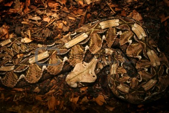 Camouflaged Python