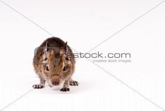 degu