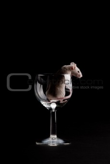 Mouse in Glass