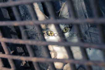 Cat in a cage.