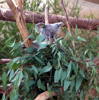 Koala bear in the leaves