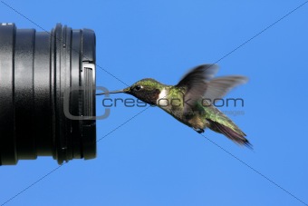 Ruby-throated Hummingbird With A Camera