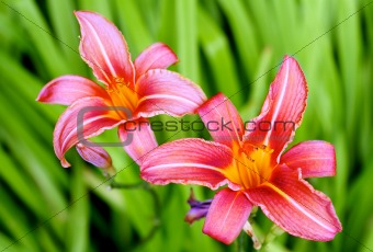  Two Lily flower