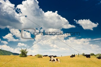 cows at meadow