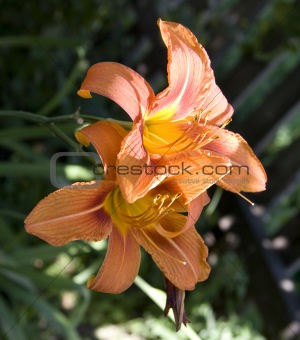 hemerocallis lily flower 