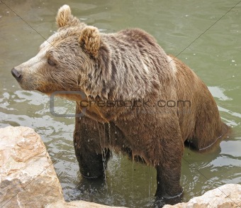 Animal park - Brown bear in water