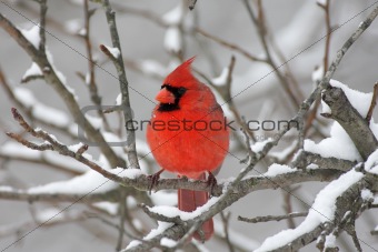 Cardinal In Snow