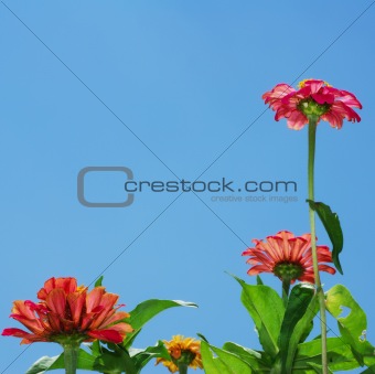 Zinnia flowers and blue sky