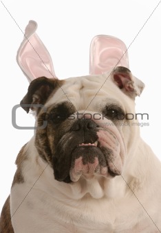 dog wearing rabbit ears