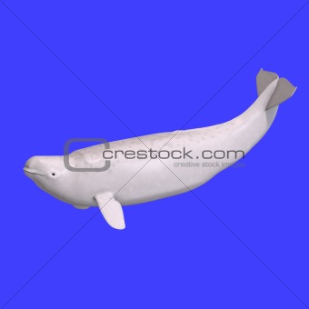 whitle juvenilie beluga whale