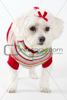 Maltese terrier wearing knitted jumper