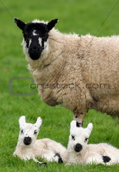 Mother Sheep and Twin Lambs