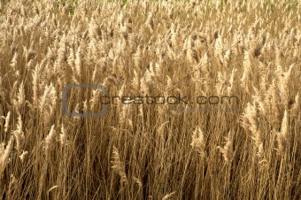 Field of brown grass