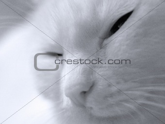 cat albino