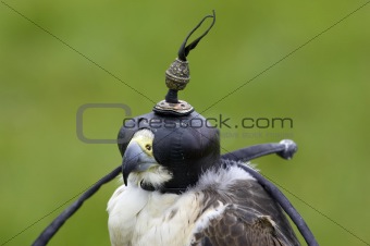 Peregrine and lanner hybrid falcon