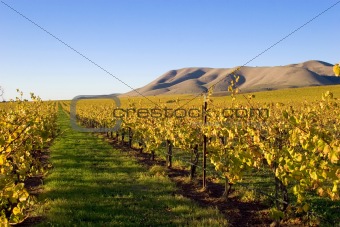 Fields of Grape Vines