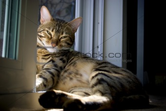 Sunbathing Bengal Kitty
