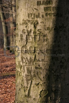 Typography on tree