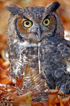 Great Horned Owl in Colorful Fall Leaves