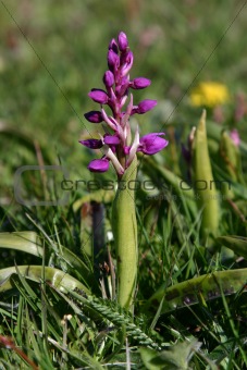 Orchid Dactylorhiza  is a genus of terrestrial (ground-dwelling)