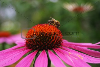 Working bee on flower