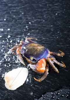 Crab in the rain