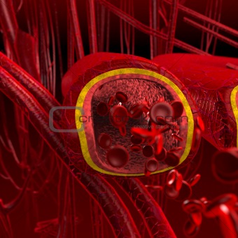 Blood arteries and veins cut section