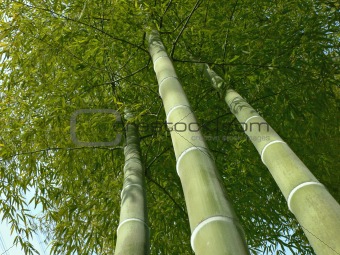 bamboo trees look up