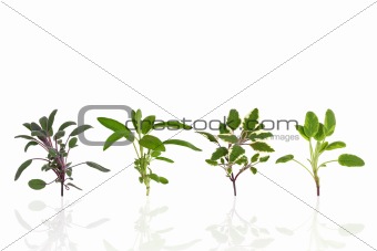 Herb Sage Leaf Variety