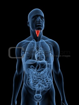 highlighted larynx