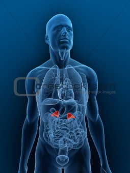 highlighted adrenal glands