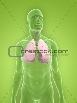 male lung
