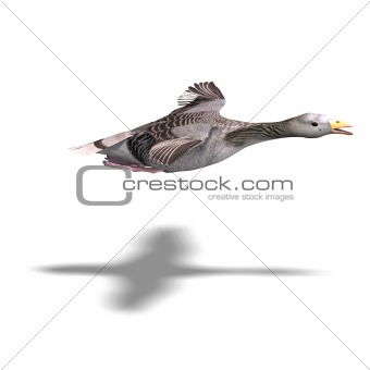 grey goose in flight