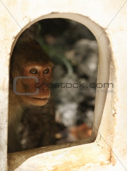 monkey looking through the window