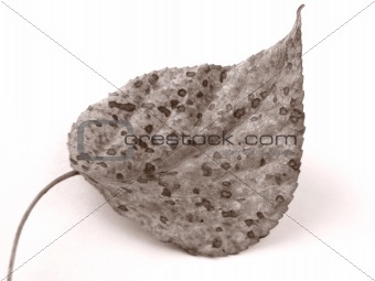 single leaf