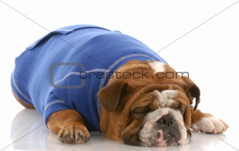 english bulldog wearing blue sweater