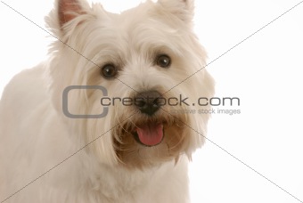 happy west highland white terrier