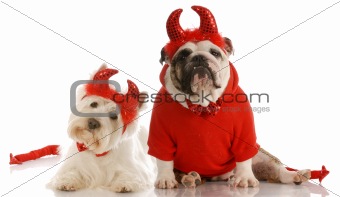 two devilish dogs
